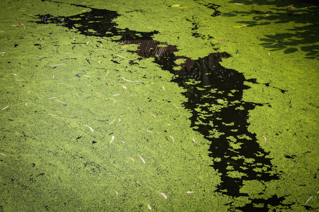 A body of water covered by algae