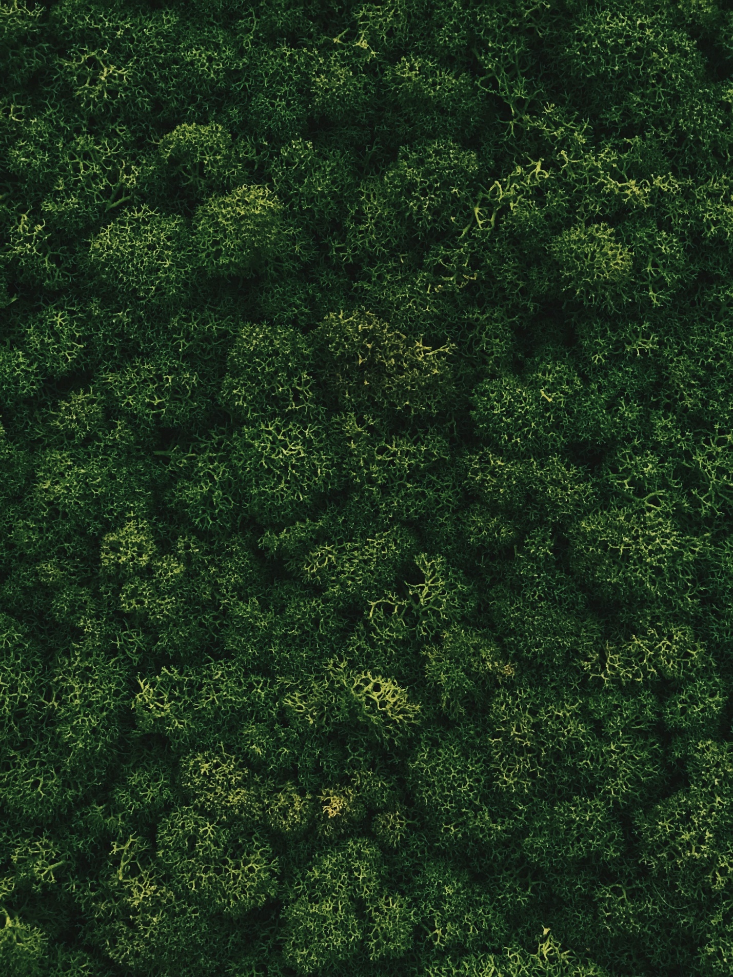 an aerial view of a lush green forest